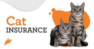 Cat insurance 2024